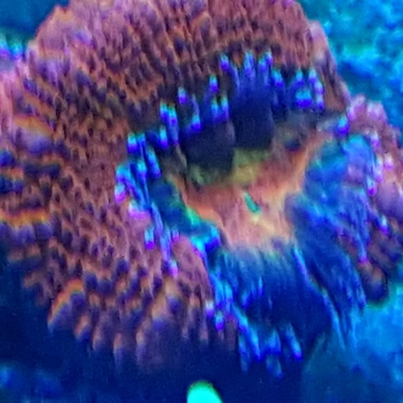 acantreeman